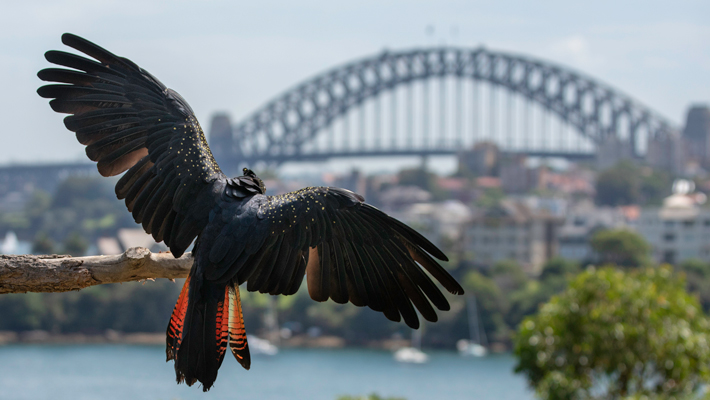 Red-tailed Black Cockatoo.