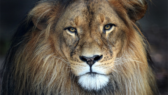 African Lion.