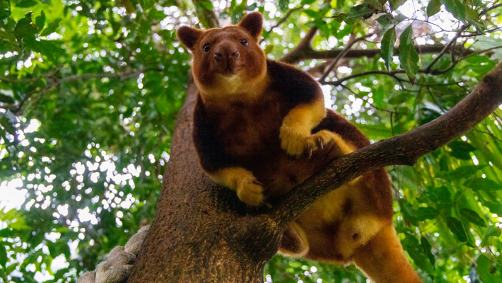 Tree kangaroo 