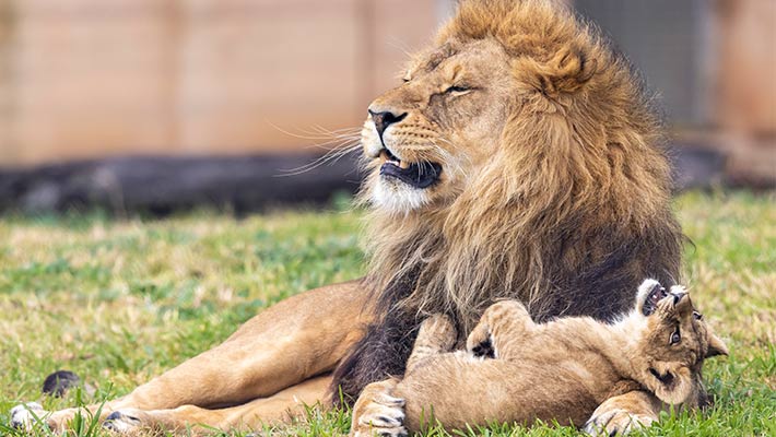 Lwazi the African Lion and his cub