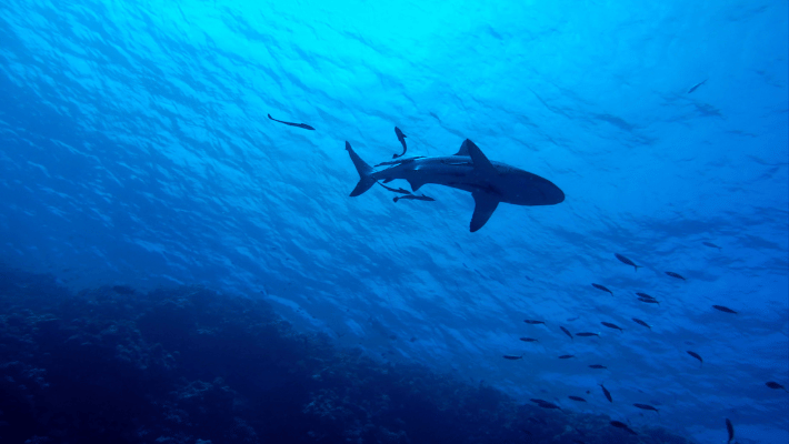 Shark in the Great Barrier Reef