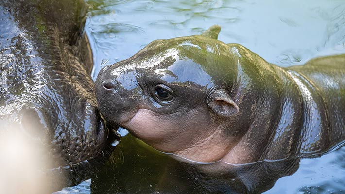 Lololi, Pygmy Hippo Calf. Photo: Scott Brown