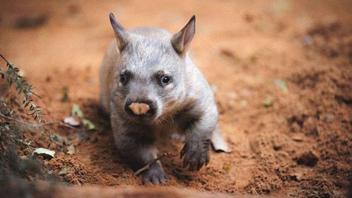 Southern Hairy-nosed wombat, Yadu 