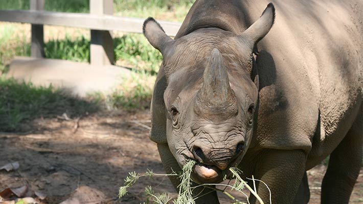 Black Rhino