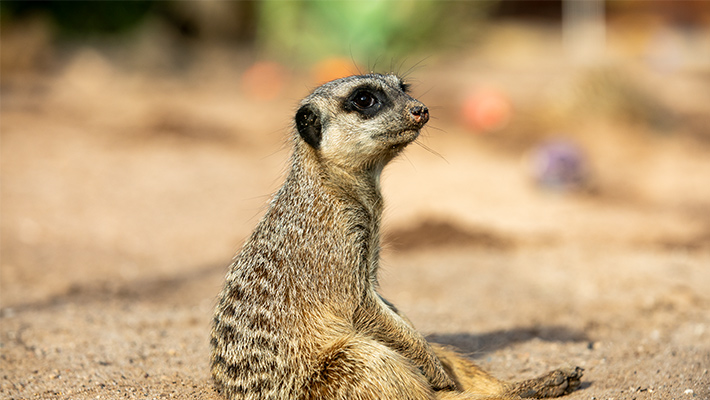 Meerkat at Taronga Zoo Sydney