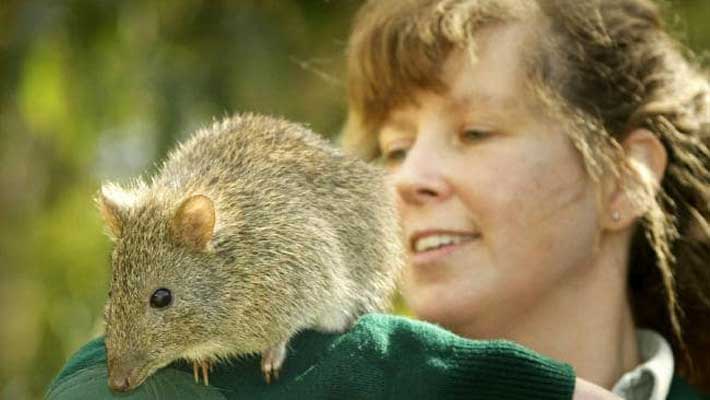 Senior Keeper Wendy Gleen with a Potoroo at Taronga Zoo Sydney. Image: Daily Telegraph