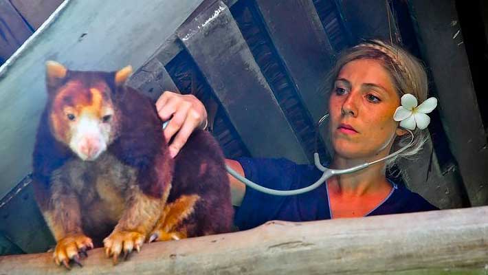 Examining a Tree Kangaroo in Papua New Guinea whilst on a civil-humanitarian aid trip with the US Navy