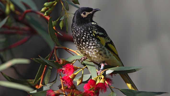 The handsome Regent Honeyeater is returning to Ironbark forests through Taronga’s breeding and habitat restoration efforts