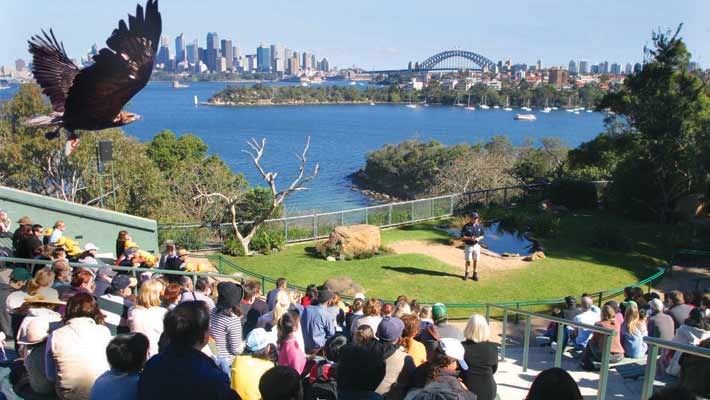 Matt helped create Taronga Zoo’s famous QBE Free-flight Bird Show