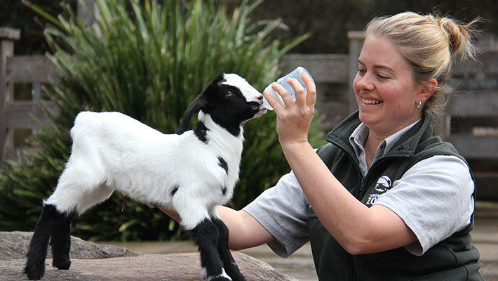 Baby goat enjoying a feed