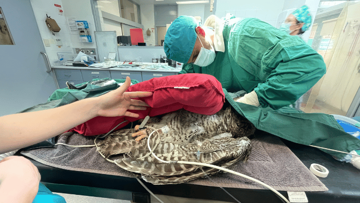 Powerful Owl procedure at Taronga's Wildlife Hospital