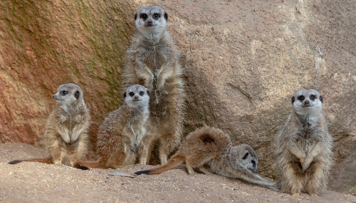 Meerkat at Taronga Western Plains Zoo. Photo: Rick Stevens