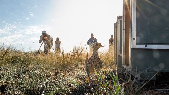 Male Plains-wanderer taking first steps into the wild