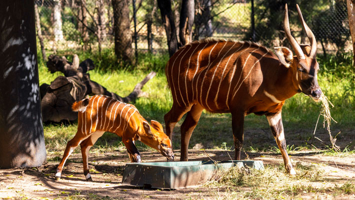 Bongo Calf with Mother Djembe