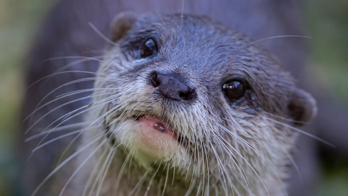 Small Clawed Otter at Taronga Western Plains Zoo, Dubbo