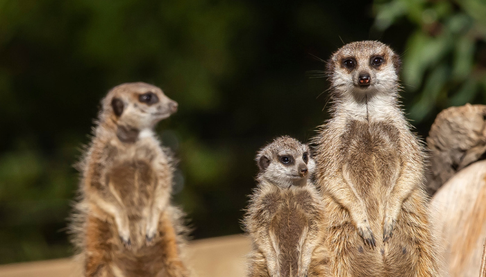 Meerkat at Taronga Western Plains Zoo. Photo: Rick Stevens