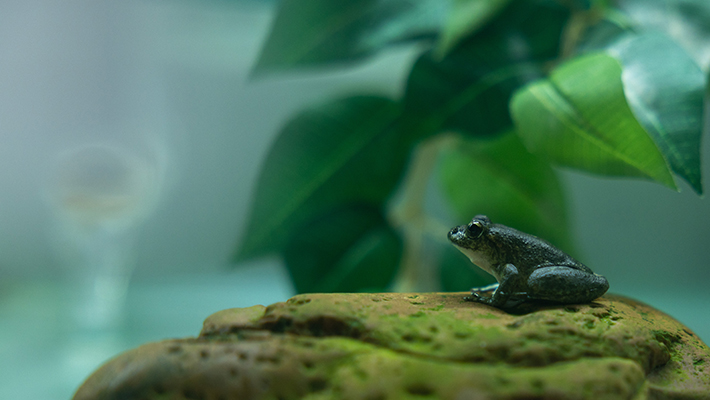 Booroolong Frog perching on rock