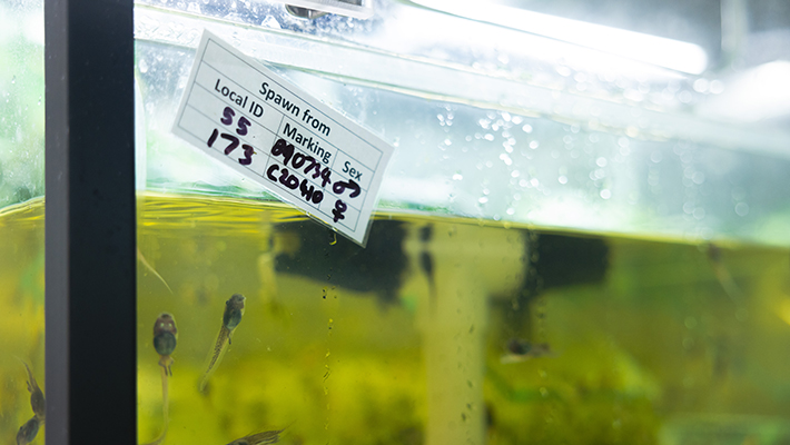 Booroolong Frog tadpoles