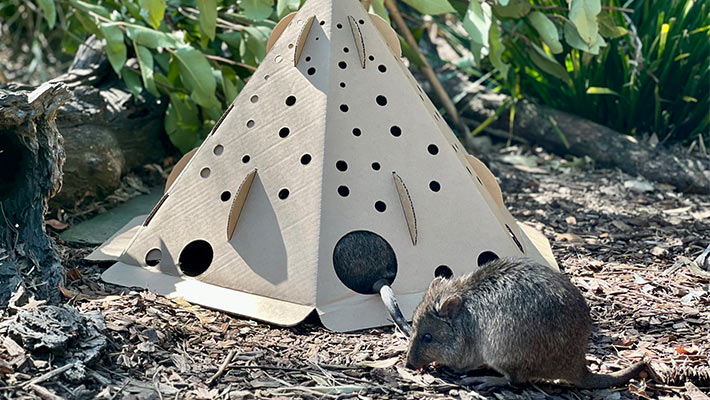 Potoroos getting comfortable in Habitat Pod. Photo: Alex Carthey