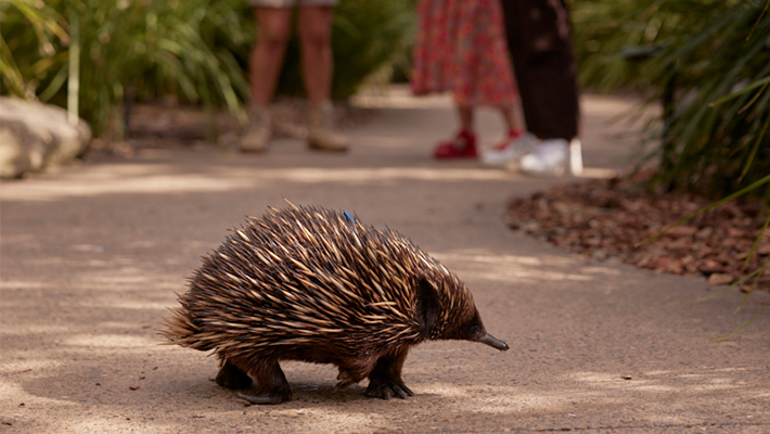 Sanctuary Tour - Echidna