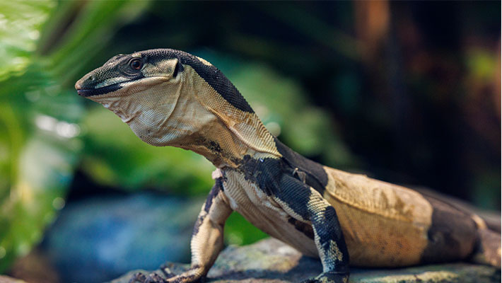 Lace Monitor at Taronga Zoo Sydney