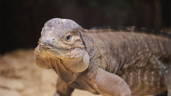 Rhinoceros Iguana at Taronga Zoo Sydney