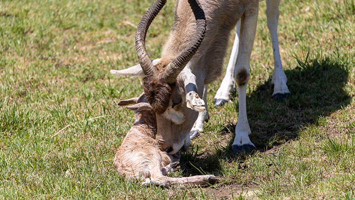 Addax calf at Taronga Western Plains Zoo 