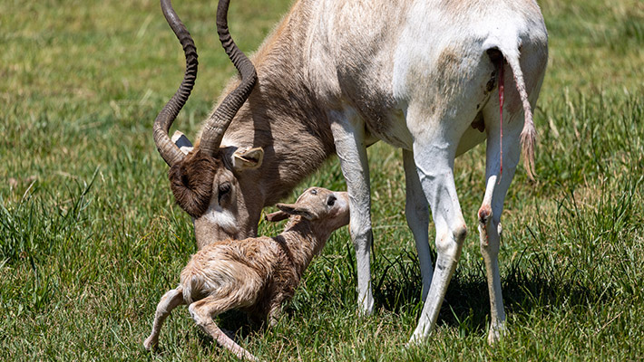 Addax calf at Taronga Western Plains Zoo 