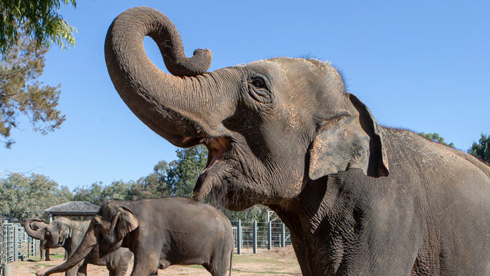 Asian Elephant, Anjalee