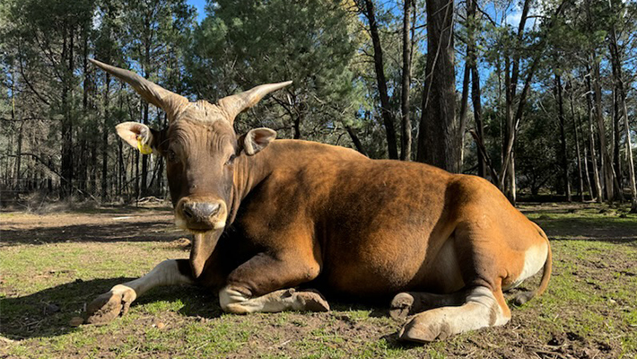 Bentang at Taronga Western Plains Zoo