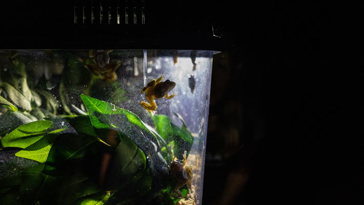 Booroolong Frogs ready to for release