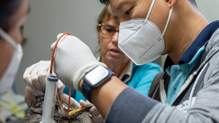 Practical training for veterinary professionals at Taronga Zoo Sydney