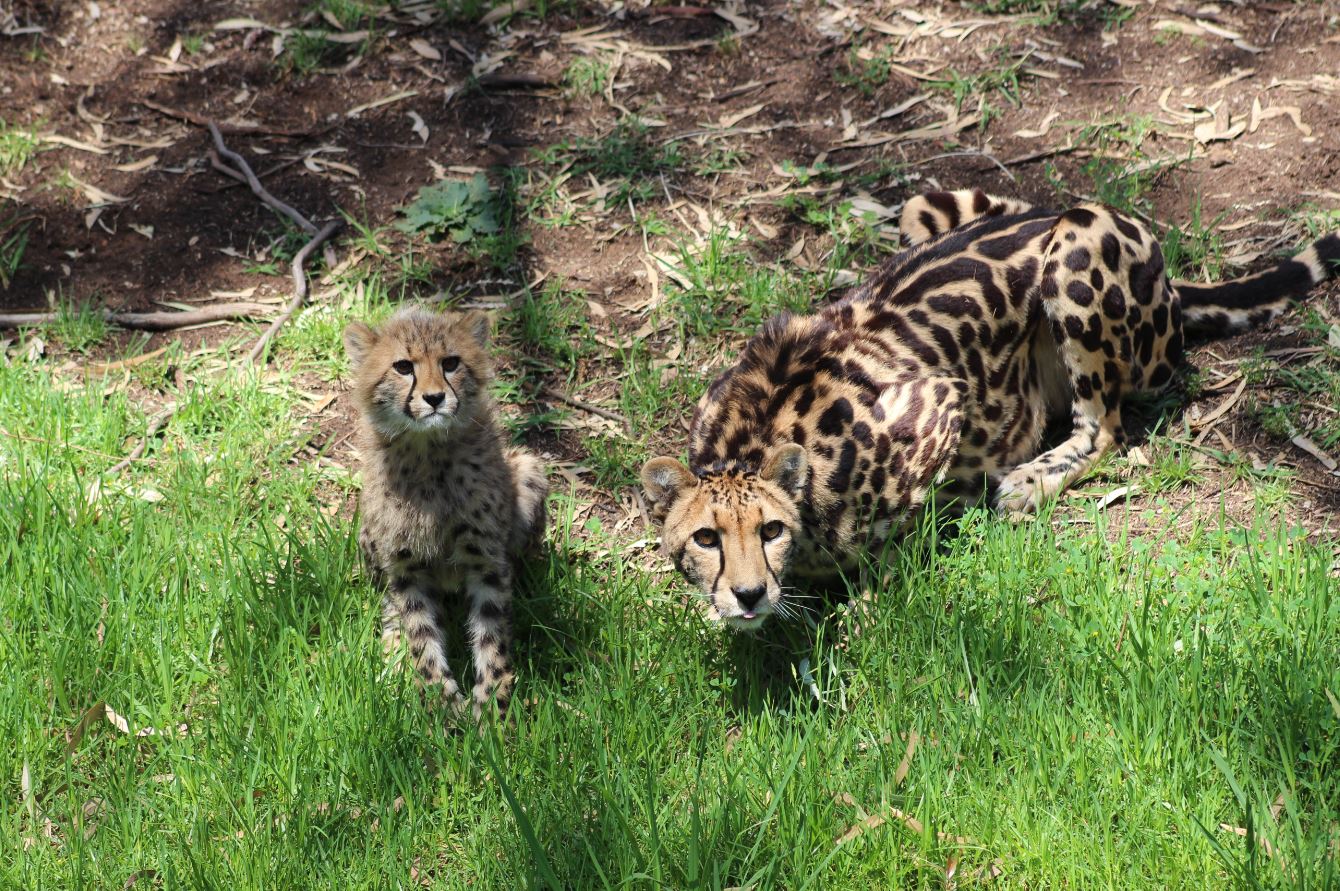 Cheetah cubs on exhibit 