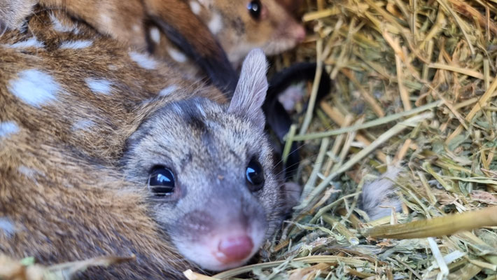 Chuditch Joey. Photo: Morrigan Guinane