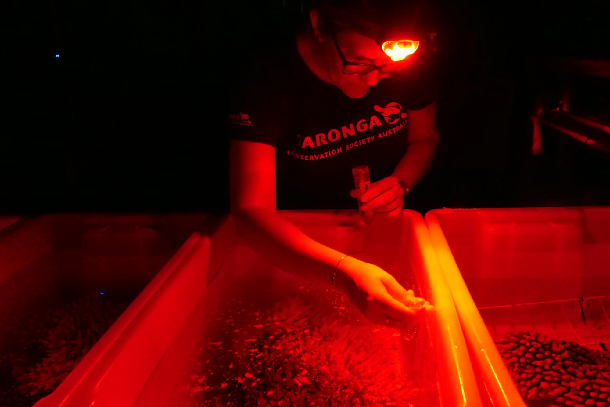 Dr Rebecca Hobbs collecting coral spawn bundles. Photo: Marie Roman/AIMS