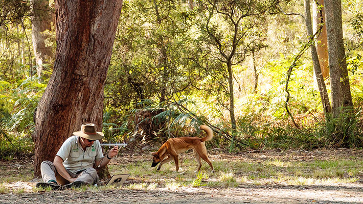 Dingo and Taronga Science researcher 