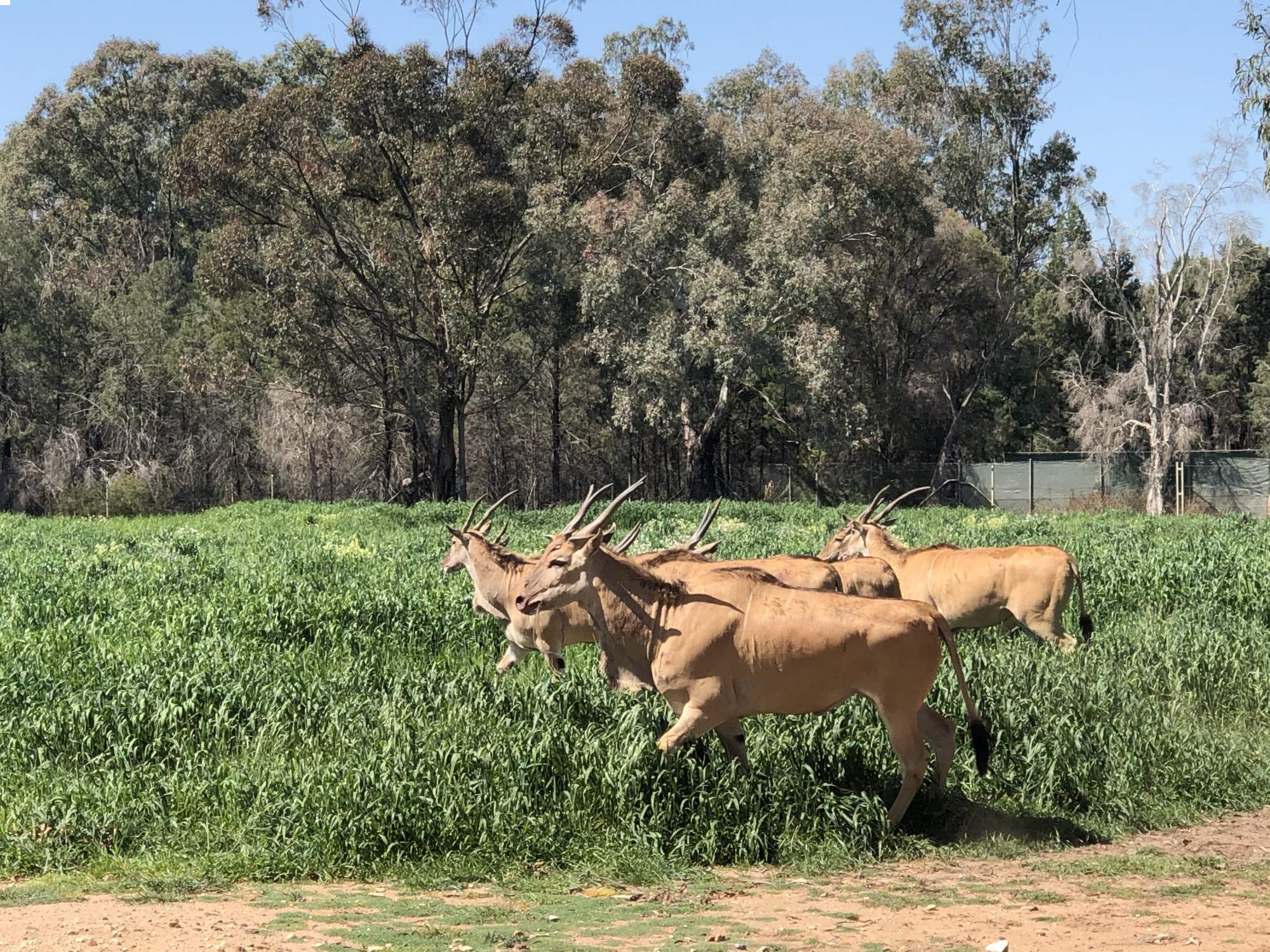 Eland back on exhibit