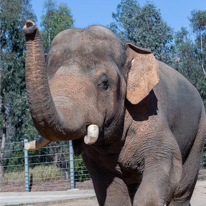 Gung. Photo: Rick Stevens 