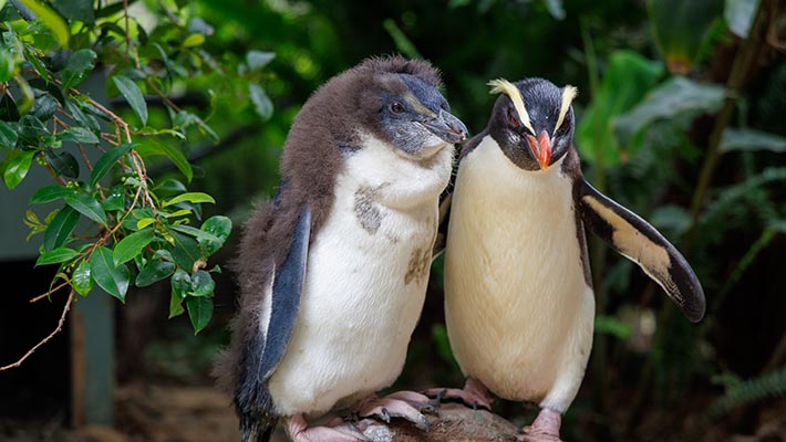 Fiordland Penguin chick with mother penguin Dusky 