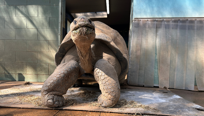 Galapagos Tortoise at Taronga Western Plains Zoo 