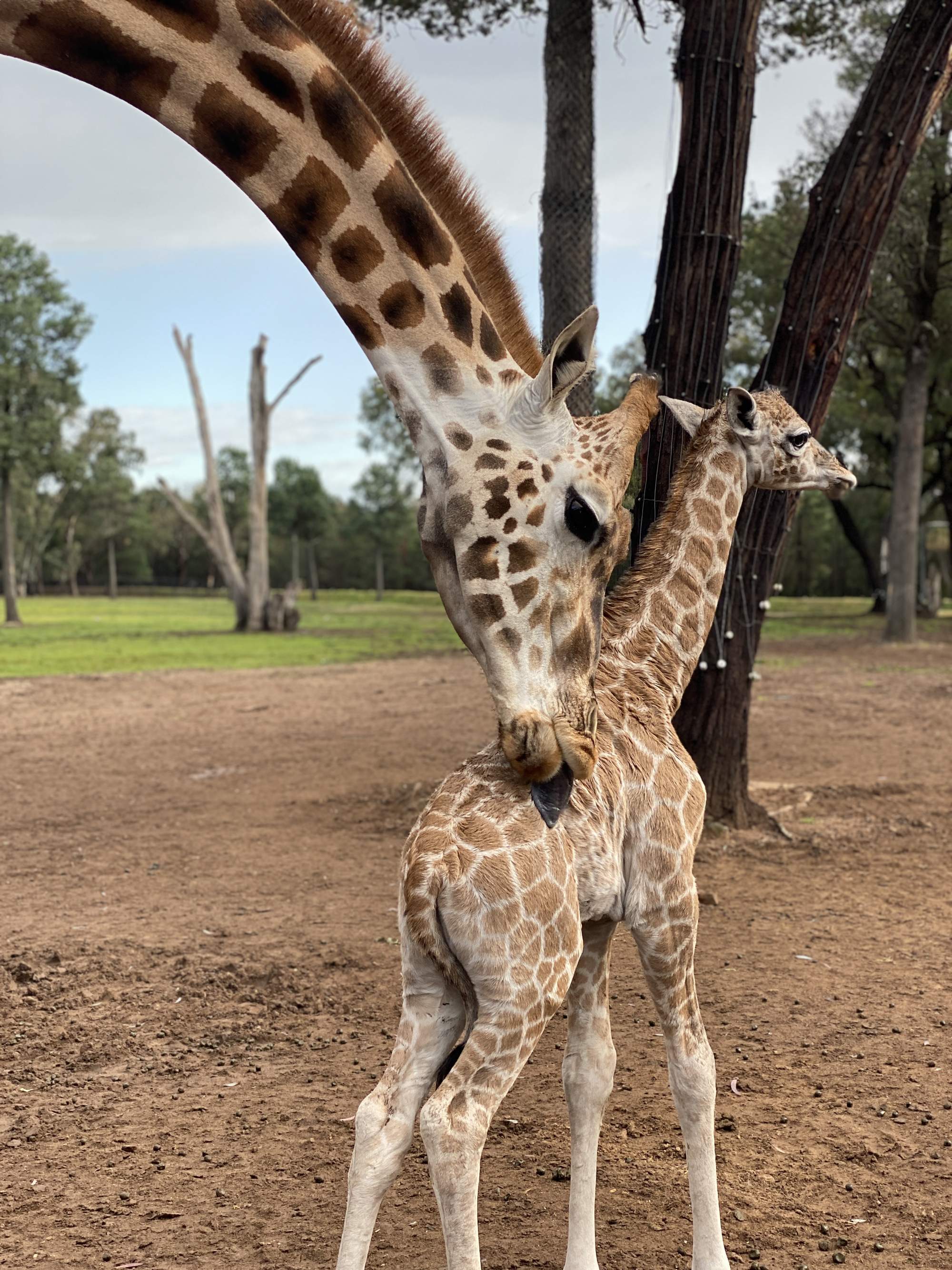 Layla with mother Asmara by Keeper Jackie Cantrell