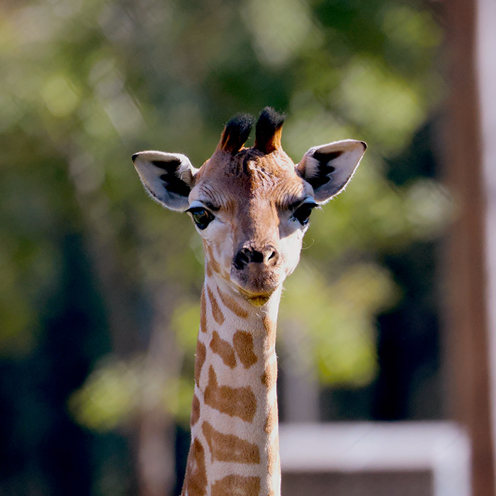 Taronga Western Plains Zoo's New Giraffe Calf 