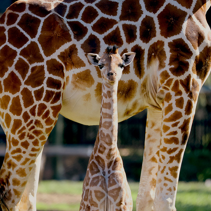 Taronga Western Plains Zoo's New Giraffe Calf 