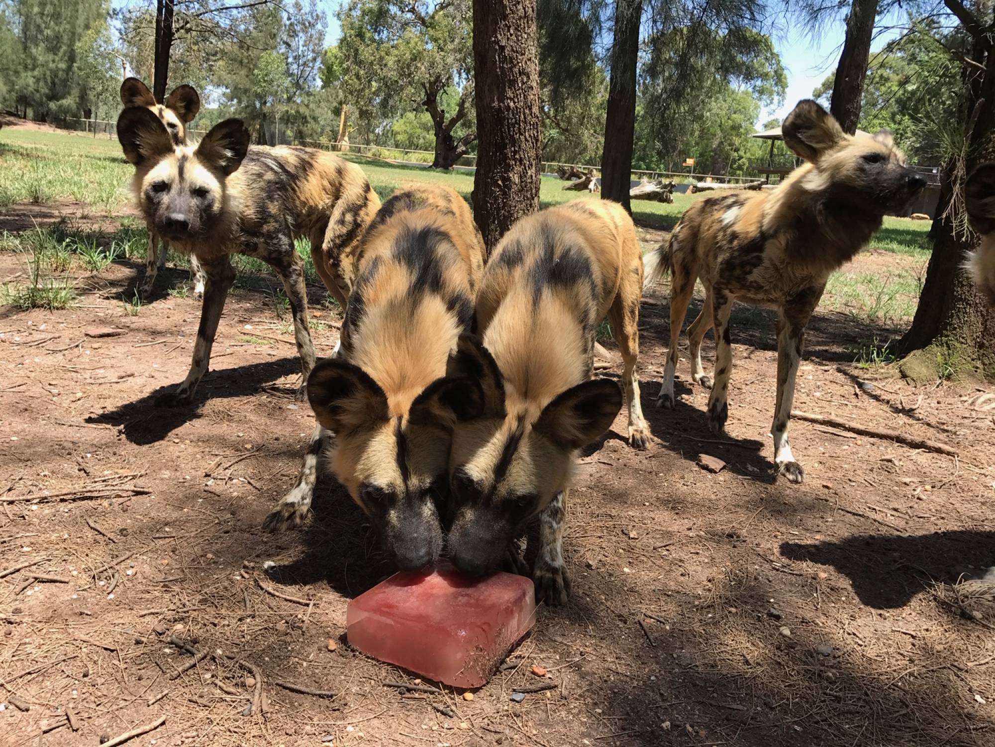 African Wild Dogs enjoying an ice block. Photo: Genevieve Peel 