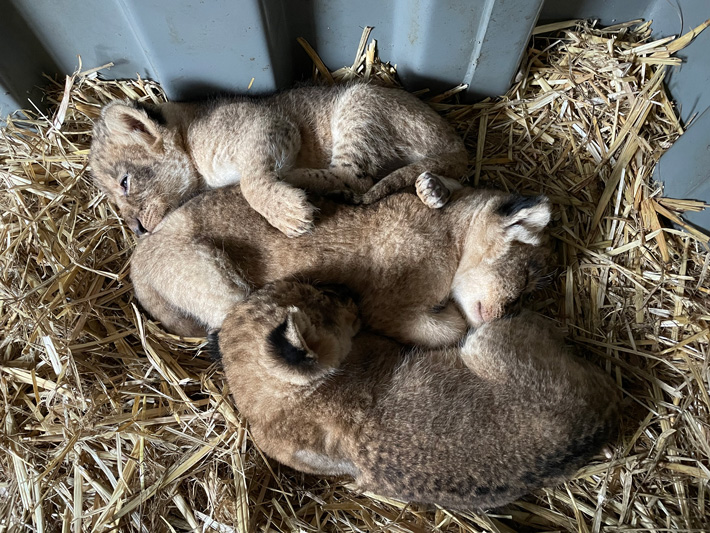 Lion Cubs at Taronga Western Plains Zoo Dubbo. Photo: Mel Friedman