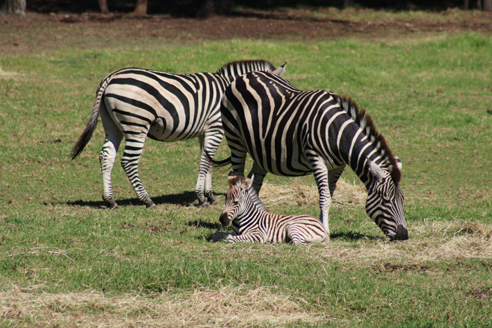 Zebra Foal and Mare, Taronga Western Plains Zoo