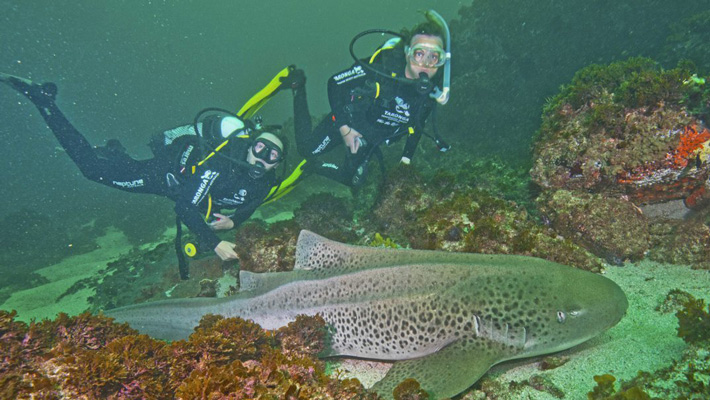 Zebra Shark