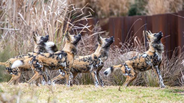 African Wild Dog pack at Taronga Western Plains Zoo Dubbo. Rick Stevens