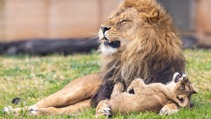 Father, Lwazi, and cubs playing. Photo: Rick Stevens