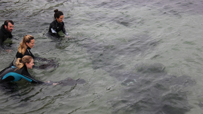 Port Jackson Shark Release. Photo: Grey Fisher